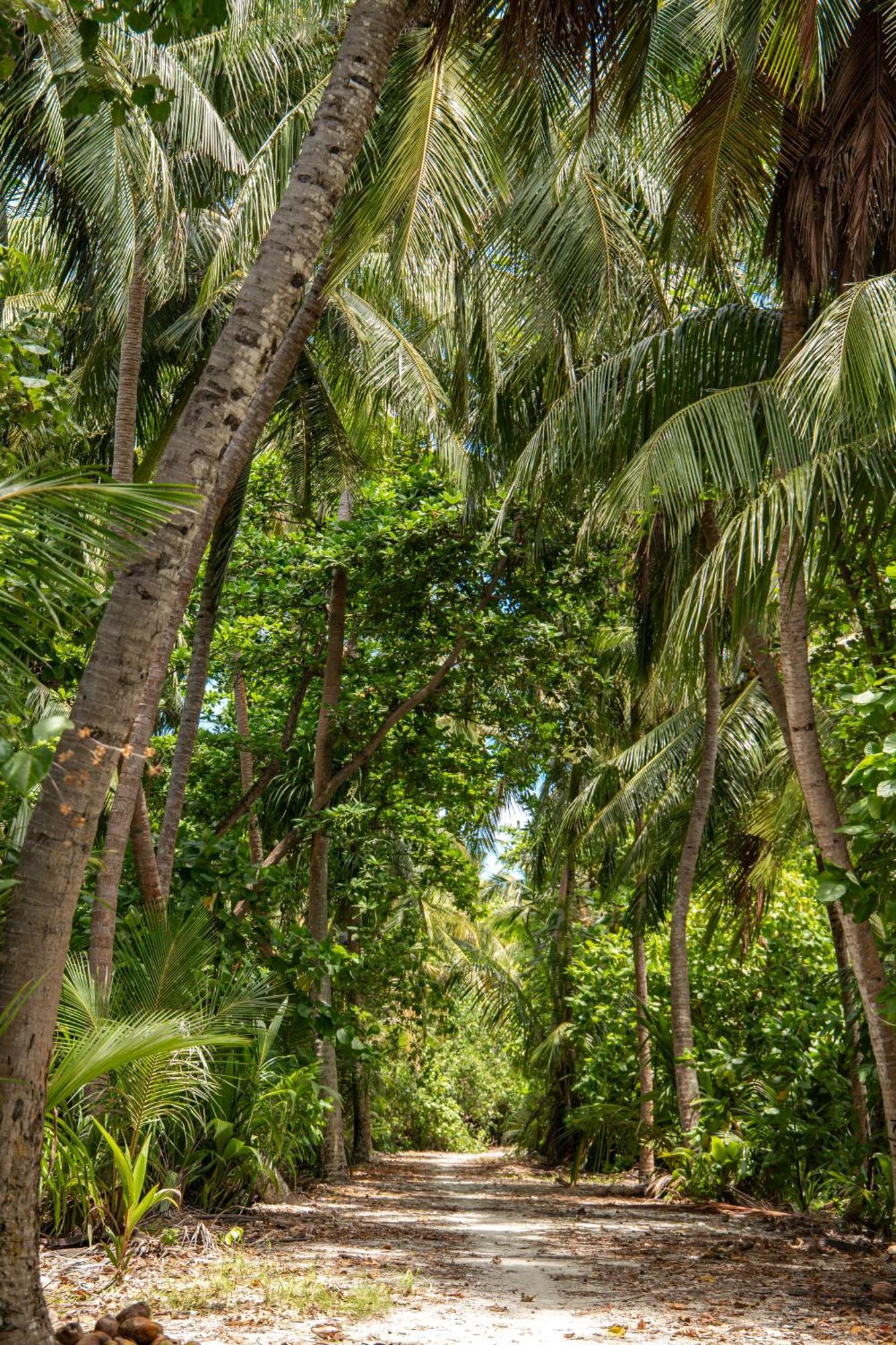 Tropical Tree Hotel Fehendhoo Bagian luar foto